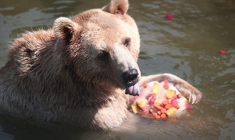 Zoopark’ta buzlu meyve keyfi