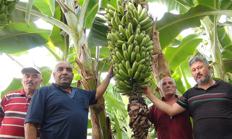 Afrika sıcaklarında muz hasadı yapıldı