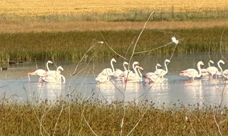 Çorum’da ilk kez flamingo görüldü