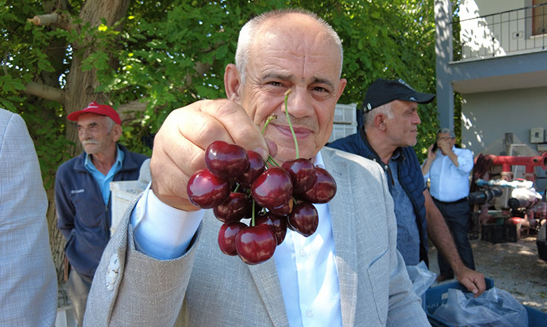 Yahyalı kirazının hasadı başladı