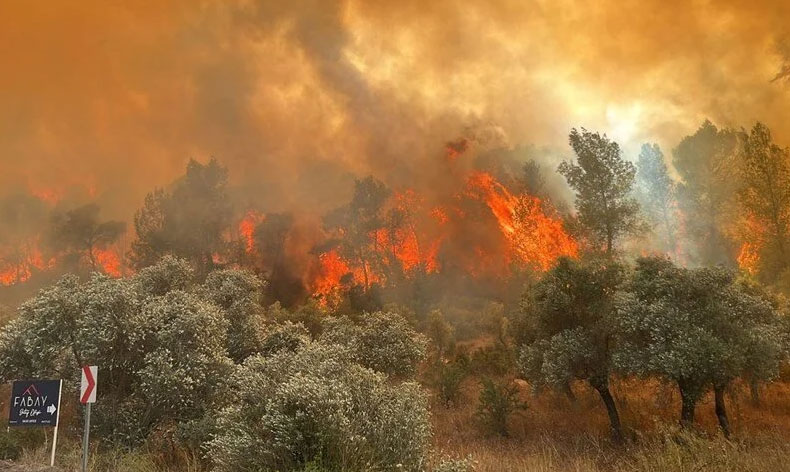Muğla’da orman yangını