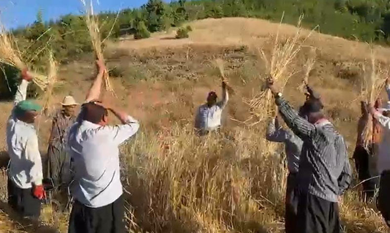 Bin rakımda bereket dualı geleneksel hasat