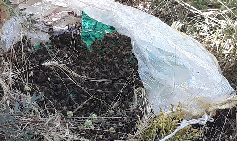 Kovanı terk eden arılar yol kenarında bulundu
