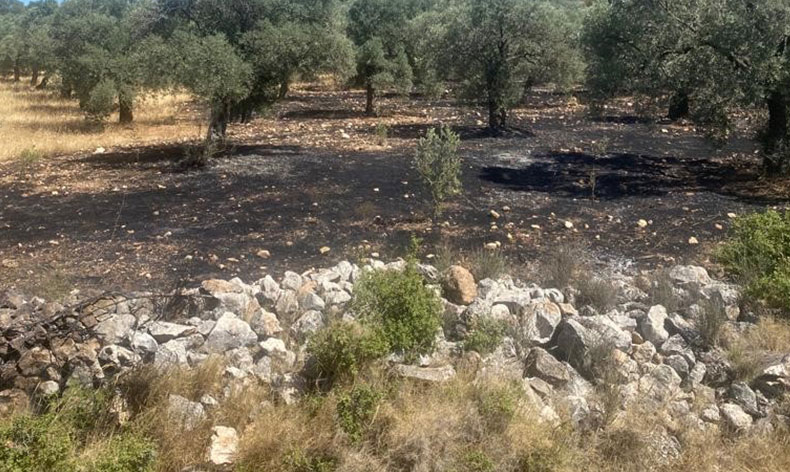 Makilik ve zeytinlik yangını korkuttu