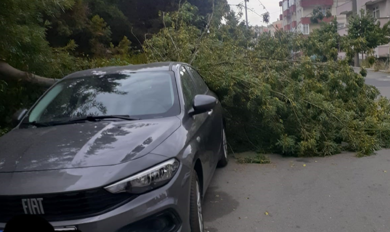 Ağaç otomobilin üzerine düştü