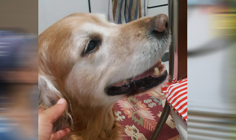 Depremde kaybolan köpeğini arıyor