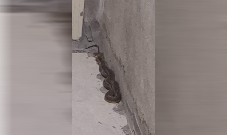 3 buçuk metrelik yılan