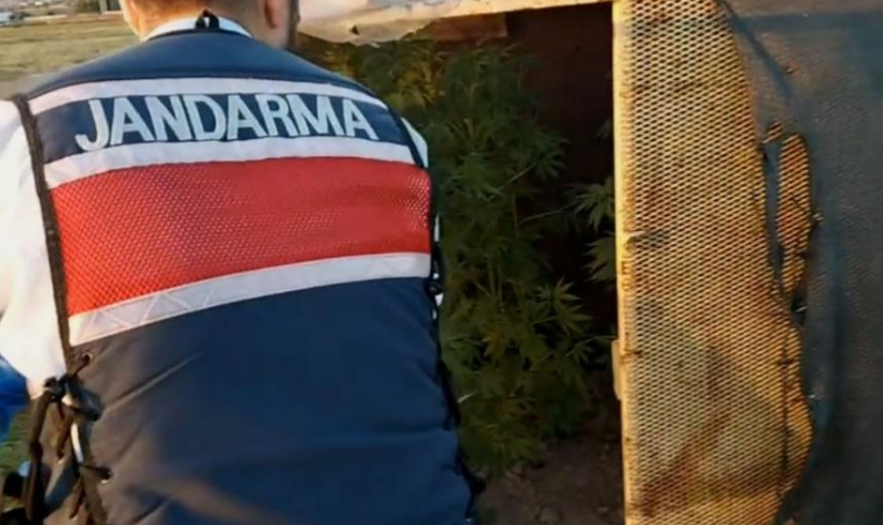 Bahçesine baraka yapıp uyuşturucu yetiştirdi