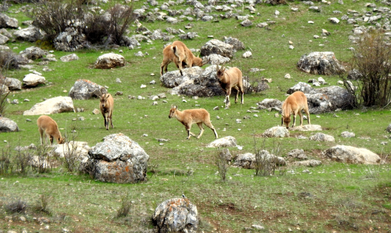 Munzur Dağlarında dağ keçileri