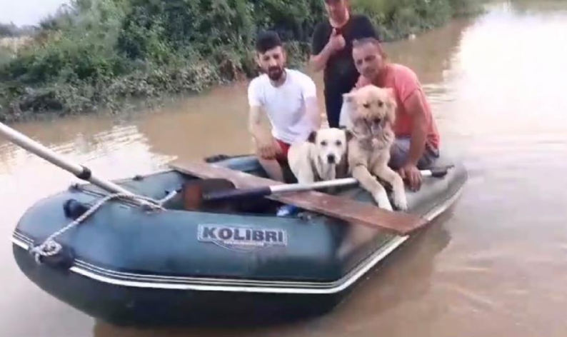 Selde kalan köpekler botla kurtarıldı