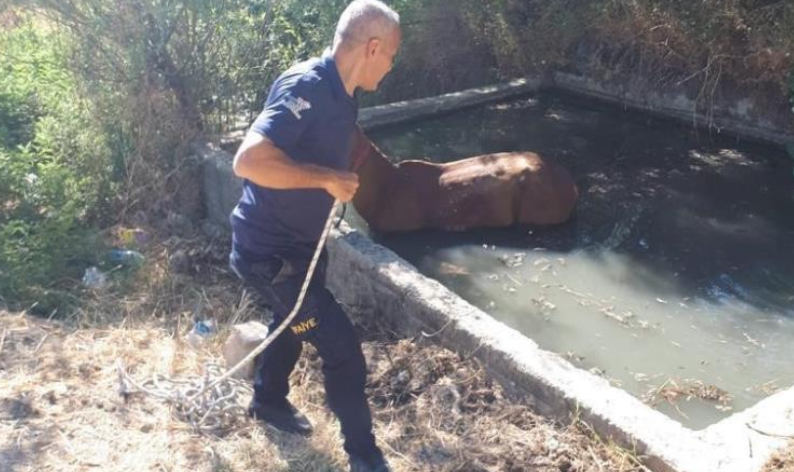 Gölete düşen at