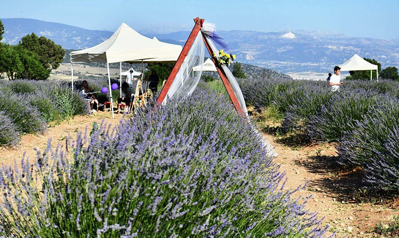 Lavanta festivali başladı