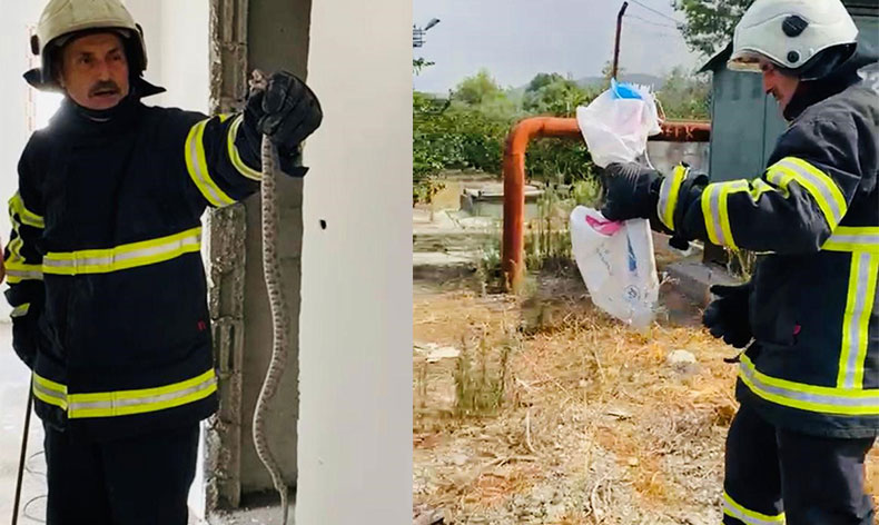 Binaya giren yılan, doğal yaşam alanına bırakıldı