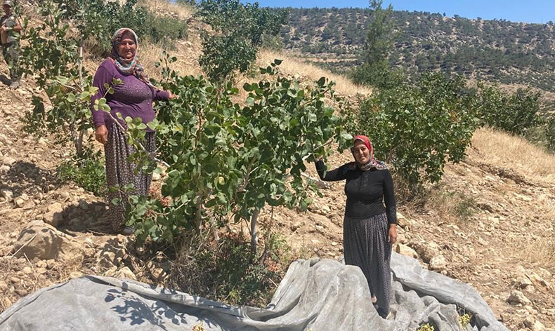 Antep fıstığı hasadı başladı