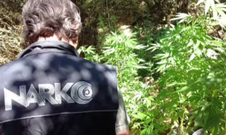 ‘Uyuşturucu ormanı’na polis baskını