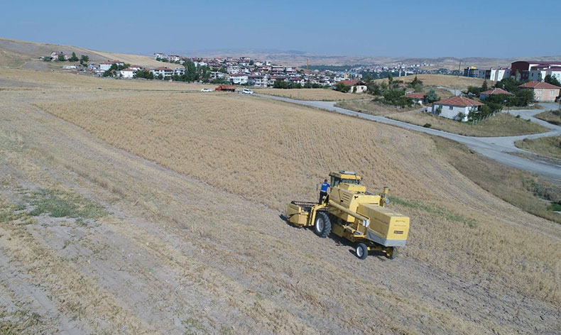 Pursaklar’da hasat vakti