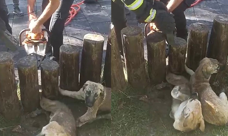Acıyla kıvranıyorlardı, yardıma itfaiye ekipleri yetişti
