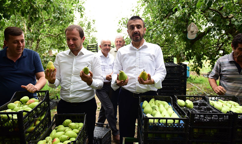 Bursa’da armut hasadı başladı