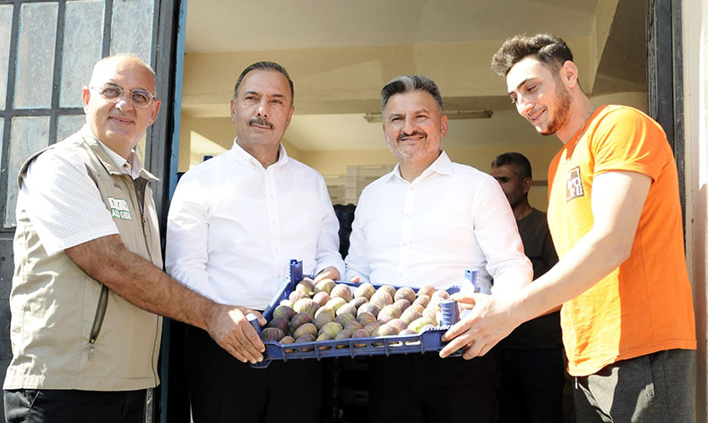 Mudanya’da kraliçe incirinin hasadı başladı