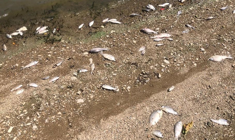 Boğazköy barajında balıklar karaya vurdu