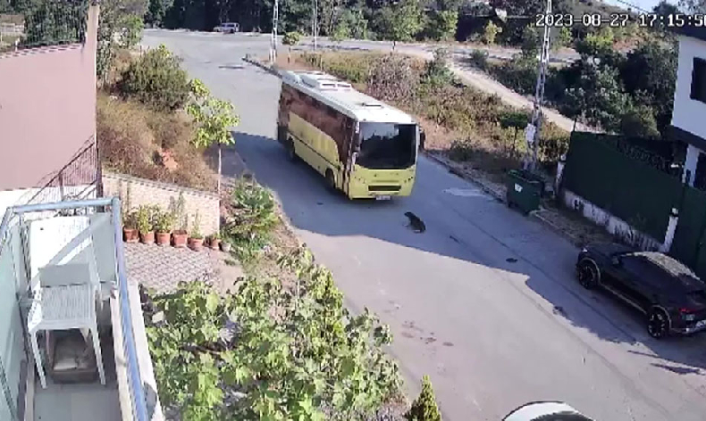 Halk otobüsü yolda yatan köpeği ezdi