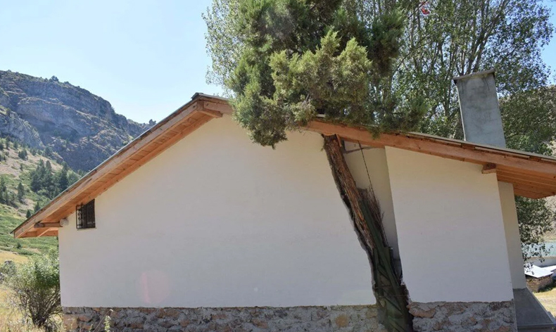 Kesmeye kıyamadığı ağacı evle birleştirdi