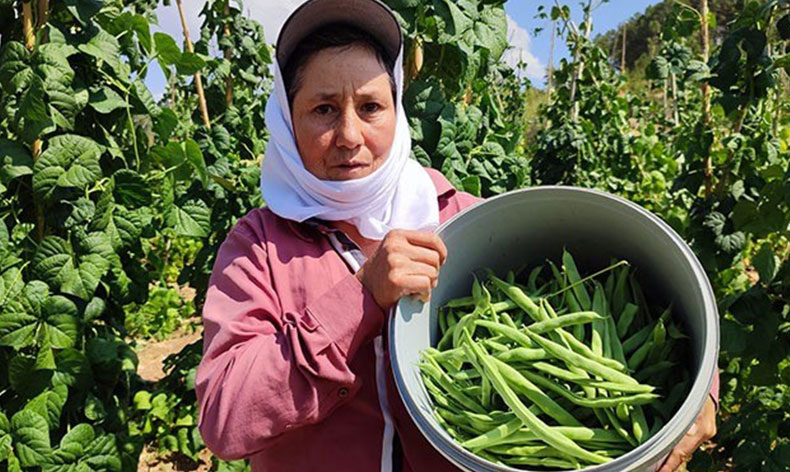 Çameli fasulyesinde hasat devam ediyor