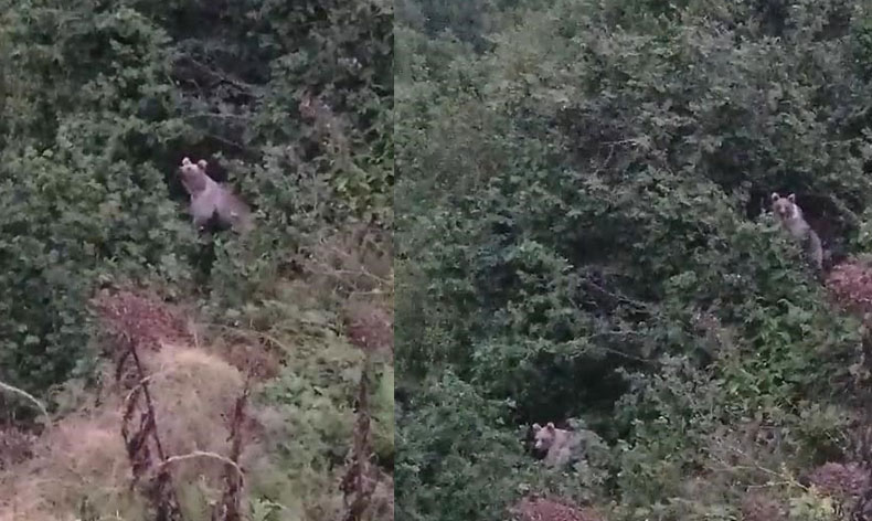 Ayıların fındık keyfi kameraya yansıdı