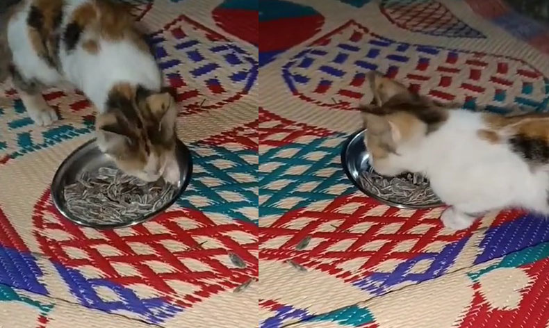 Et değil, çekirdek yiyen kedi