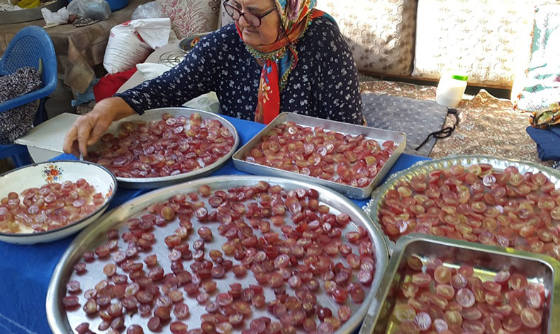 Üzüm hurmaları kış için hazırlanıyor