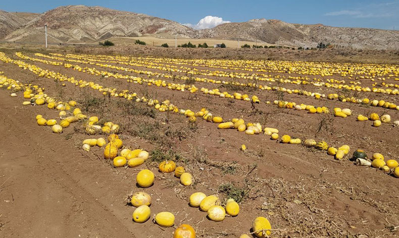 İlk defa ekti, tonlarca aldı