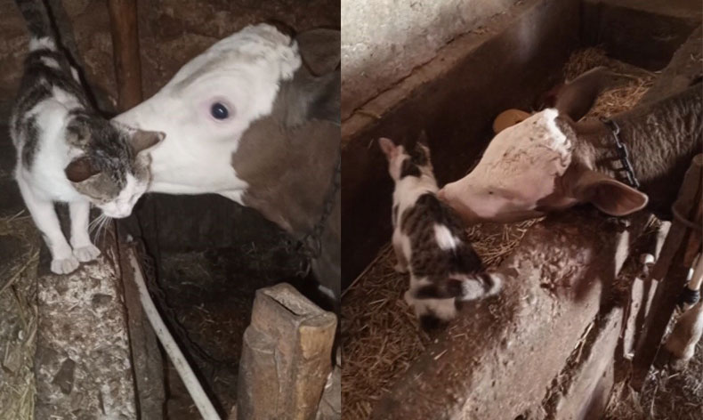 Arkadaşı buzağıyı sürekli ziyaret ediyor