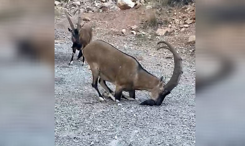 Yaban keçileri doğal güzelliğe renk kattı
