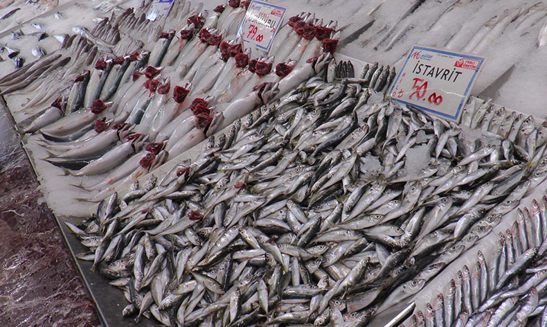 Hamsiye ilgi yoğun