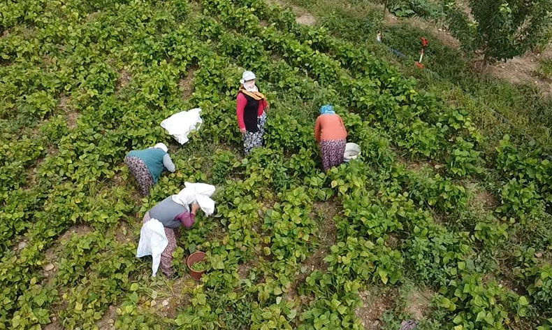 Hasadı yapılan fasulye yüzleri güldürdü