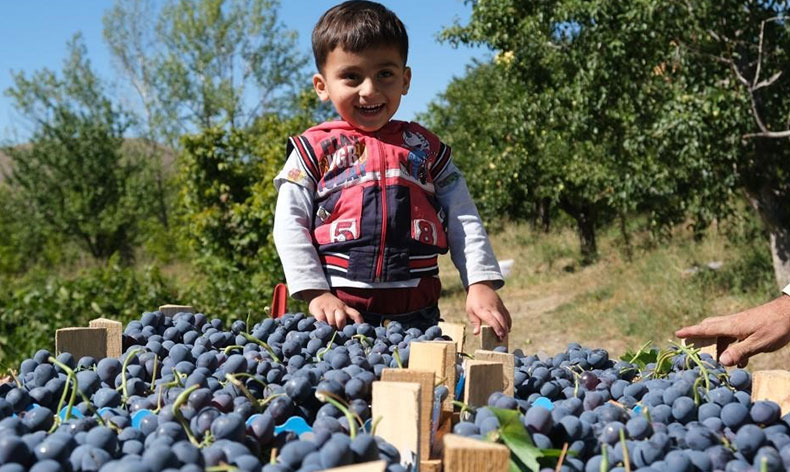 Tescilli Cimin üzümü hasadı sürüyor