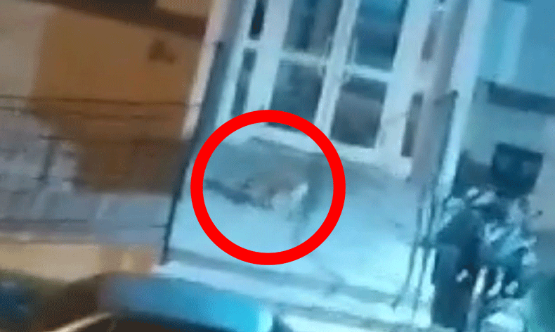 Aç kalan tilkiler şehre indi
