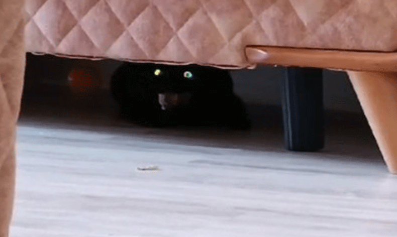 Eve giren hasta kedi korkuttu
