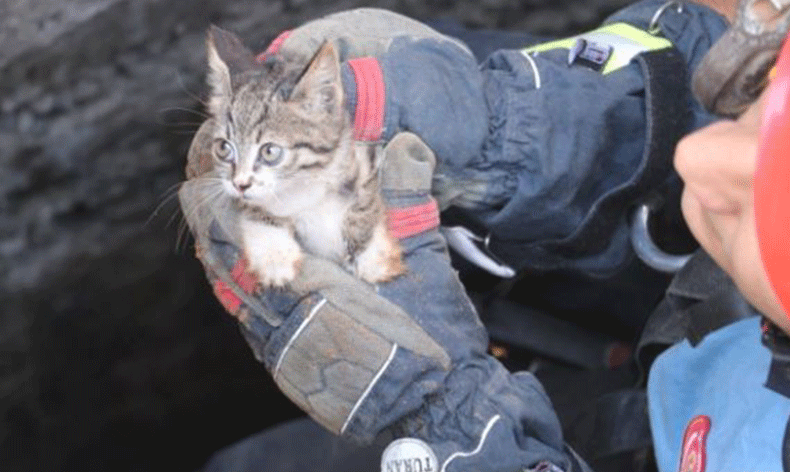 Hasarlı binanın kuyusuna düşen kedi kurtarıldı