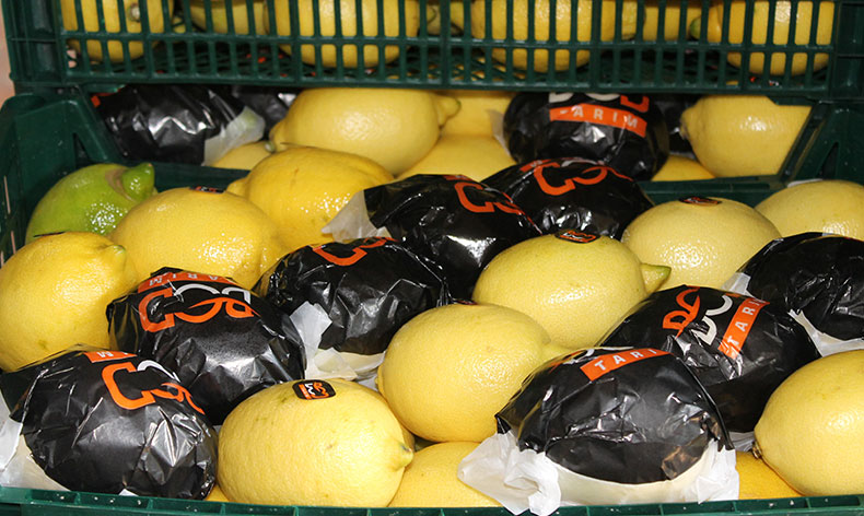 Almanya’nın limonu Kozan’dan
