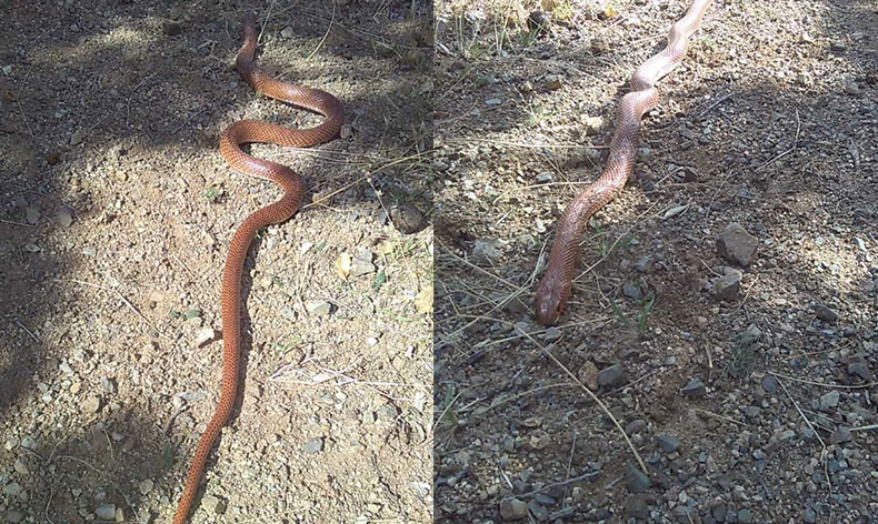 2,5 metre uzunluğundaki yılan korkuttu