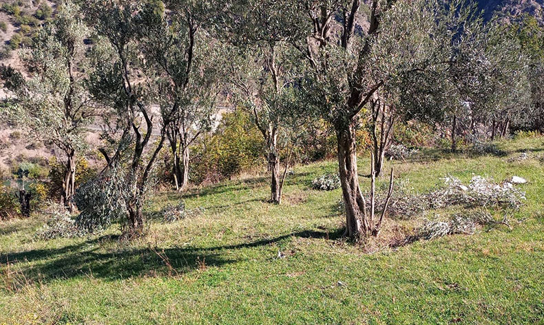 Ayılar bu kez zeytin ağaçlarına dadandı