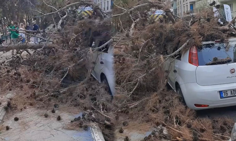 Çürük ağaç otomobilin üzerine devrildi