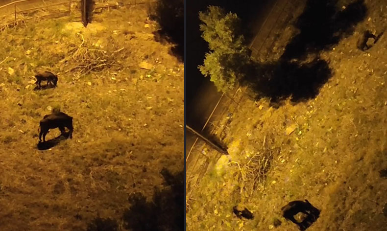 Aç kalan domuz sürüsü şehir merkezine indi