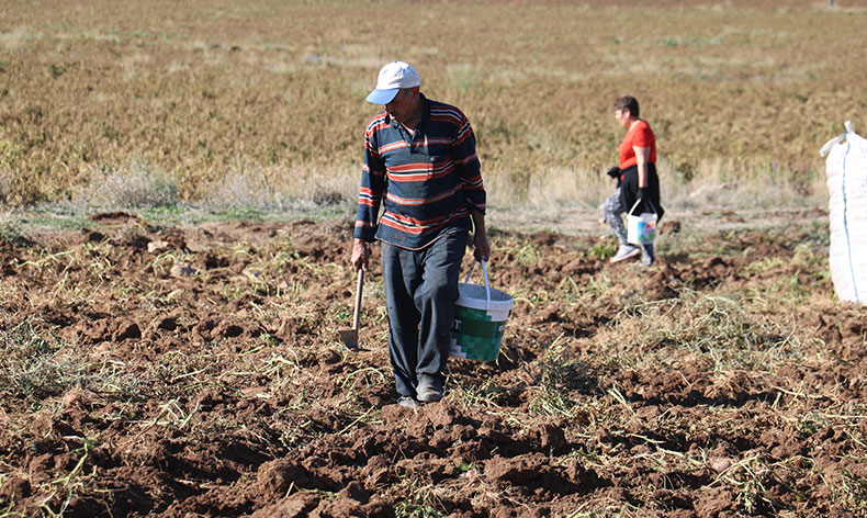 Patates hasadı sona erdi