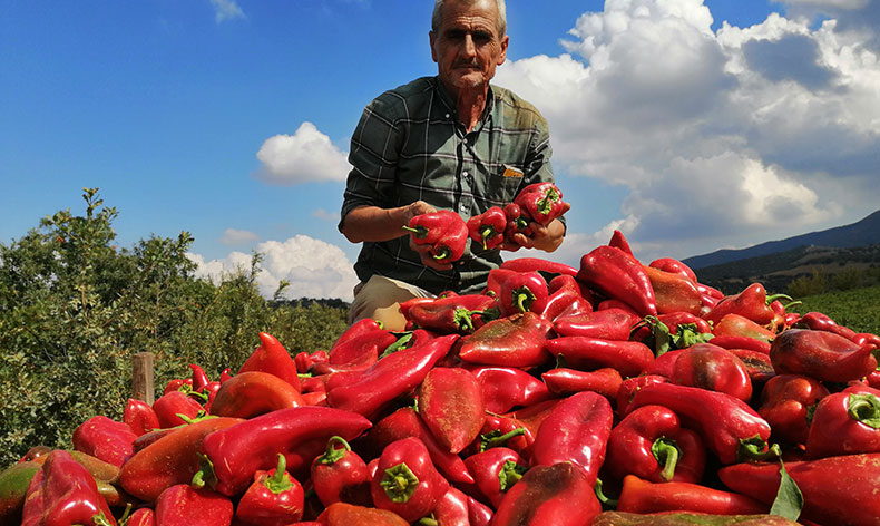 Salihli’de kapya biber bereketi