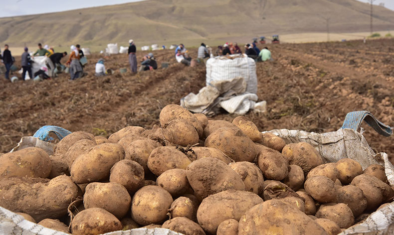 Türkiye’nin patates ambarlarında hasat başladı