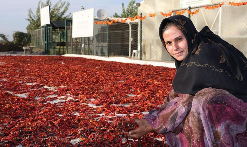 Tarlada isot hasadı yapıldı