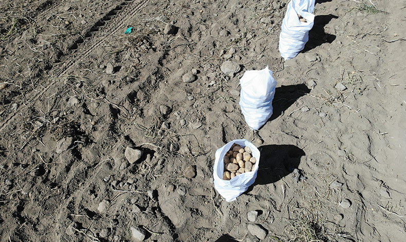 Nevşehir’de patates hasadı başladı