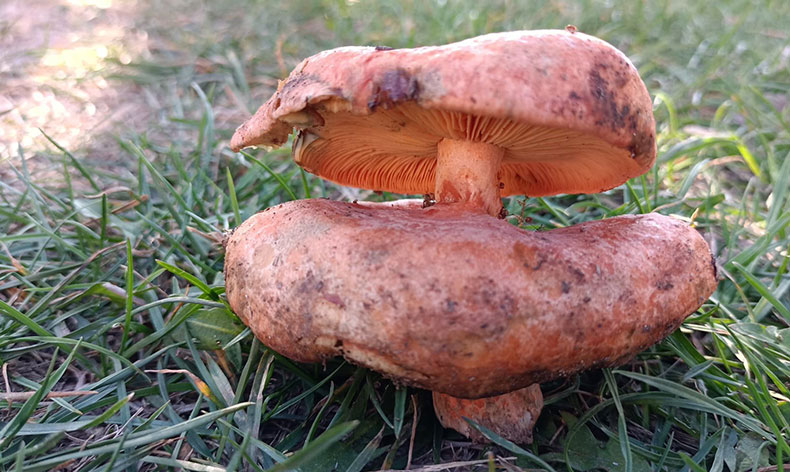 Çift başlı melki mantarı bulundu